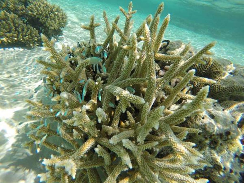 Local Island Inn Hangnaameedhoo Exteriör bild